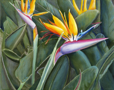 Bird of Paradise