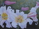White Lillies
