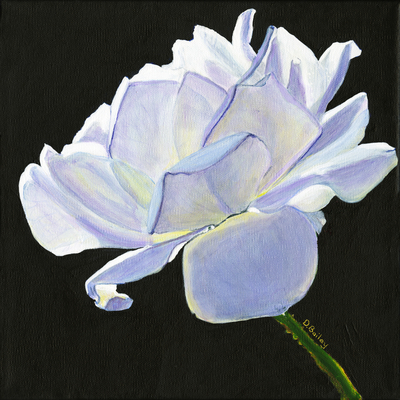 Rose Series