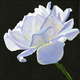 Rose Series