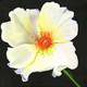 Rose Series III